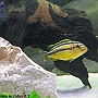 Melanochromis Auratus 0,1